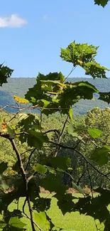 Lush green leaves with blue sky and mountain backdrop.