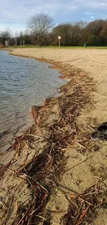 Dog stands by a tranquil sandy beach with a calm shoreline.