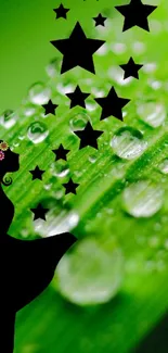 Silhouette of a girl with stars on a green, dewy background.