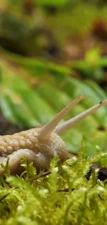 Close-up of a slug crawling on green moss and foliage in a forest setting.