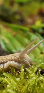 Close-up shot of a snail on green moss, capturing nature's delicate beauty.