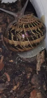 Close-up of a snail on earthy soil with detailed shell patterns.