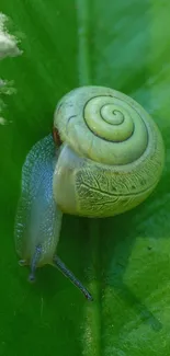 A delicate snail on a vibrant green leaf with a serene natural background.