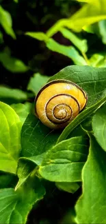 Serene snail on vibrant green leaves wallpaper.