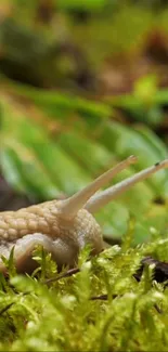 Snail peacefully resting on lush green moss in a natural setting.