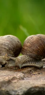 Snails on a rock with green grass background.