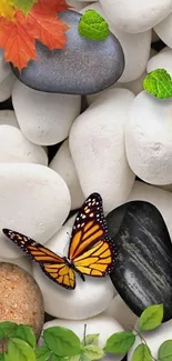 Butterfly on stones with leaves, nature wallpaper.