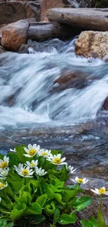 Stream flowing over rocks with white flowers in the foreground.