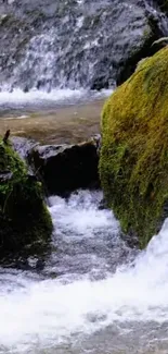 A refreshing natural stream flows between mossy rocks in a lush green forest.