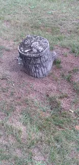 Weathered tree stump in grass field background.