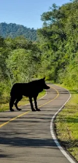 Silhouette of a wolf on a forest trail.