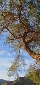 Majestic tree under a clear blue sky in a tranquil landscape setting.