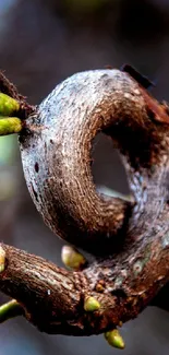 Twisted tree branch with green buds.