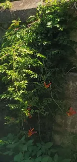 Lush green foliage on a stone wall in bright sunlight.