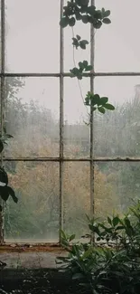 A serene view of nature through an old, vintage window with lush green plants.