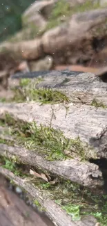 Close-up of moss-covered wood in forest, perfect for mobile wallpaper.