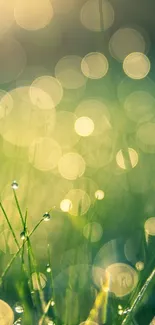 A serene green bokeh wallpaper with morning dew on grass and soft light effects.