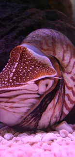 Nautilus shell resting on ocean floor with vibrant pink hues.