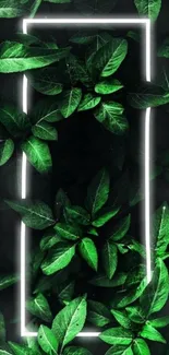 Green leaves framed by neon light on black background.