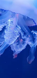 Glowing jellyfish in deep blue ocean wallpaper.