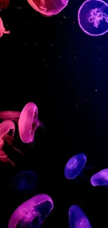 Neon pink and purple jellyfish float gracefully on a dark background.