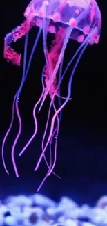 Vibrant pink jellyfish gliding through a dark blue underwater scene.