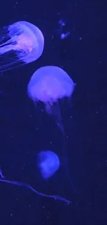 Neon jellyfish glowing in dark ocean background.