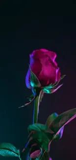 Vibrant neon rose with leaves on a dark background.