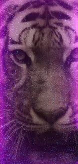 Vibrant neon purple tiger wallpaper with sparkling effects.