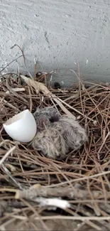 Newborn bird in a nest with eggshell in natural setting.