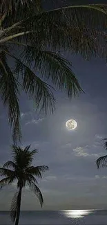 Moonlit beach with palm trees at night.