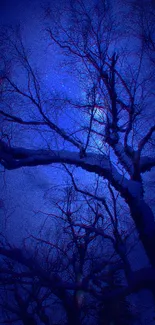 Silhouetted tree against starry night sky in deep blue hues.