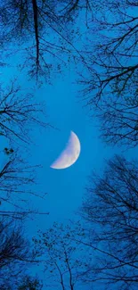 Crescent moon in a blue night sky framed by tree branches.