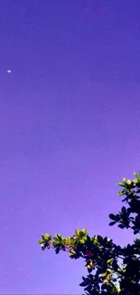 Purple night sky with plant silhouette in view.