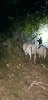 Dark forest path with cows at night.