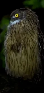 Nighttime owl perched on a branch, staring.