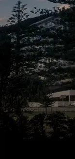 Dark silhouette of pine trees against a nighttime sky with distant buildings.