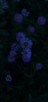 Purple flowers on a dark background.