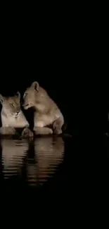 Lions drinking water at night with a calm reflection.