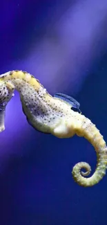 Northern Seahorse Marine Invertebrates Syngnathiformes Live Wallpaper