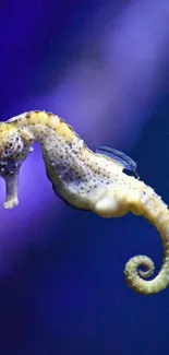 Northern Seahorse Marine Invertebrates Syngnathiformes Live Wallpaper