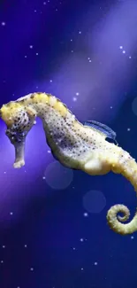 Northern Seahorse Marine Invertebrates Vertebrate Live Wallpaper