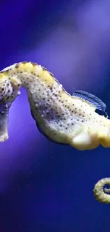 Northern Seahorse Marine Invertebrates Vertebrate Live Wallpaper