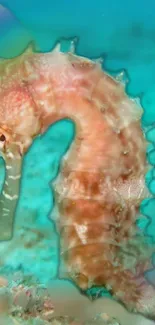 Northern Seahorse Marine Invertebrates Water Live Wallpaper