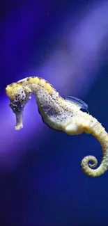 Northern Seahorse Syngnathiformes Marine Invertebrates Live Wallpaper