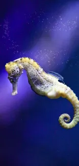 Northern Seahorse Water Vertebrate Live Wallpaper