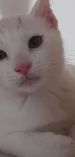 Nose Cat Carnivore Live Wallpaper