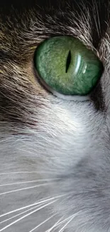 Nose Cat Eyebrow Live Wallpaper