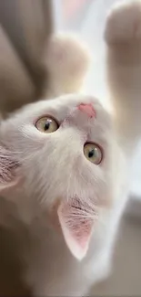 Adorable white kitten with green eyes reaching up in soft focus.