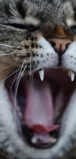 Close-up of a cat yawning fiercely, showing its sharp teeth.